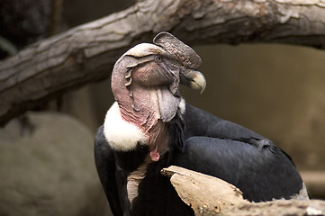 Image showing andean condor vulture