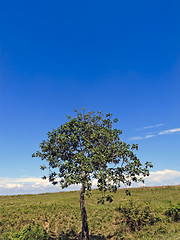 Image showing Lone Tree