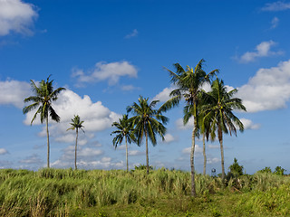 Image showing Coconut Trees