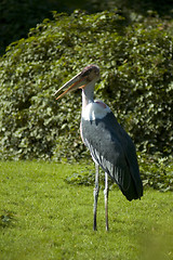 Image showing marabou stork