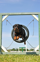 Image showing jumping rottweiler