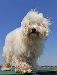 Image showing maltese dog