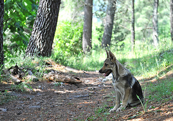 Image showing czechoslovak puppy dog