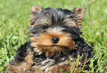 Image showing puppy yorkshire terrier