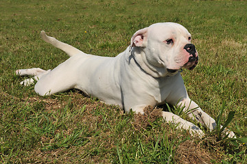 Image showing american bulldog