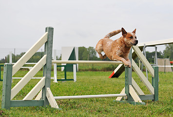 Image showing agility dog