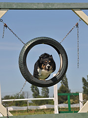 Image showing border collie in agililty