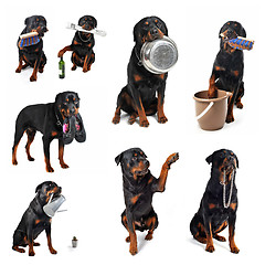 Image showing rottweiler and objects