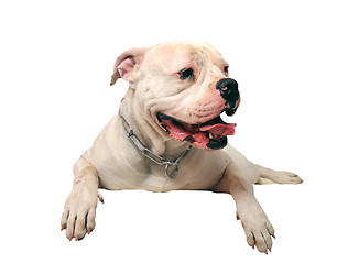 Image showing american bulldog