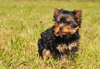 Image showing puppy yorkshire terrier