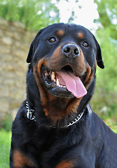 Image showing rottweiler