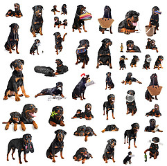 Image showing rottweilers