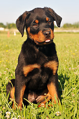 Image showing puppy rottweiler