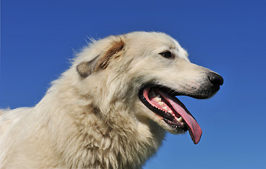 Image showing Pyrenean mountain dog