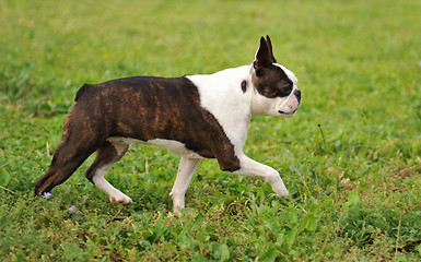 Image showing boston terrier