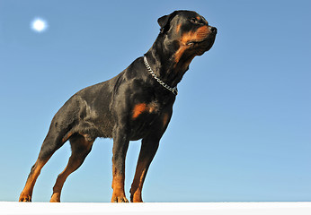 Image showing rottweiler