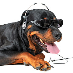 Image showing rottweiler and music