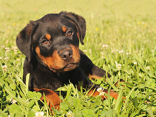 Image showing puppy rottweiler