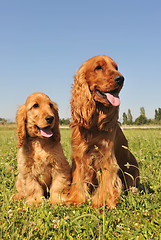 Image showing cocker spaniel, adult and puppy