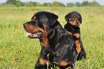 Image showing rottweiler and puppy