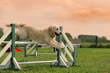 Image showing golden retriever in agility