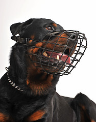 Image showing rottweiler with muzzle