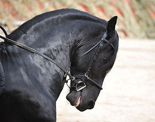 Image showing friesian stallion