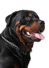 Image showing rottweiler