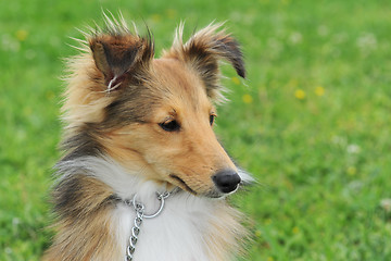 Image showing puppy shetland