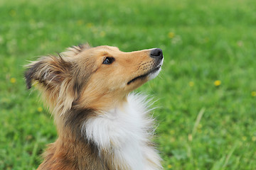 Image showing puppy shetland