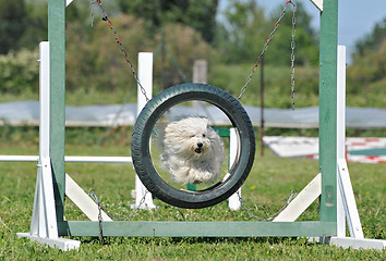 Image showing jumping maltese dog 