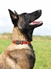 Image showing young belgian shepherd