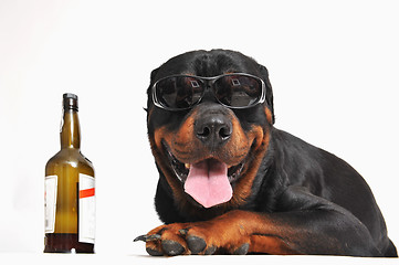 Image showing rottweiler, alcohol and sunglasses