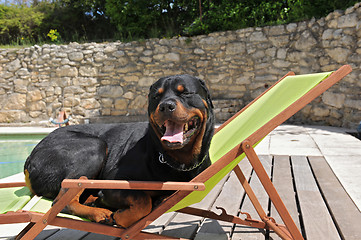 Image showing rottweiler on a transat