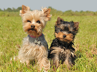 Image showing yorkshire terrier and puppy