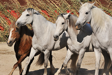 Image showing horses and pony