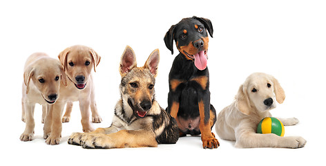 Image showing group of puppies