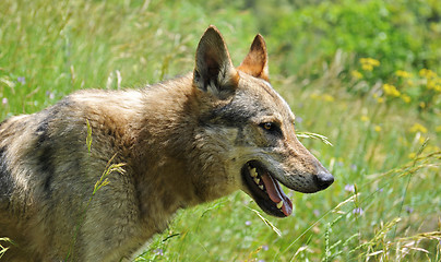 Image showing czechoslovak dog