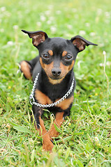 Image showing miniature pinscher