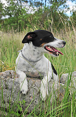 Image showing jack russel terrier