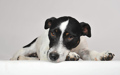 Image showing sad jack russel terrier