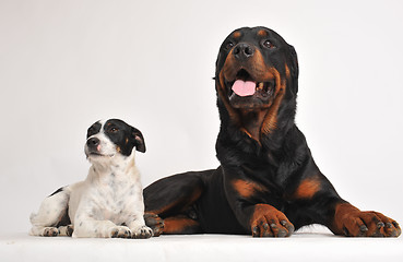 Image showing rottweiler and jack russel terrier