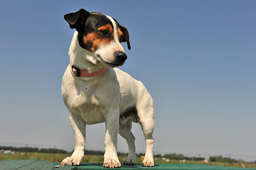 Image showing jack russel terrier