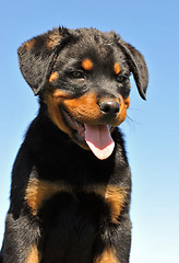 Image showing puppy rottweiler