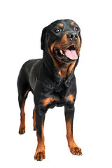 Image showing rottweiler