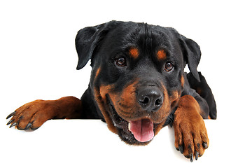 Image showing head of rottweiler