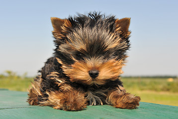 Image showing puppy yorkshire terrier