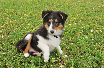 Image showing puppy shetland dog