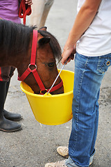 Image showing feeding a pony