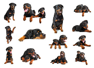 Image showing rottweiler